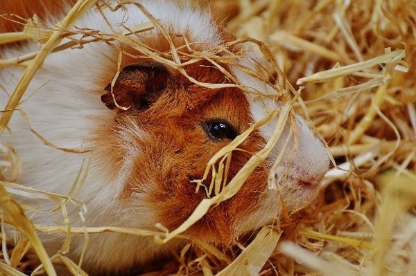 Meerschweinchen Frisst Nicht Mehr Und Atmet Schwer www.tierarzt-dumhart.at