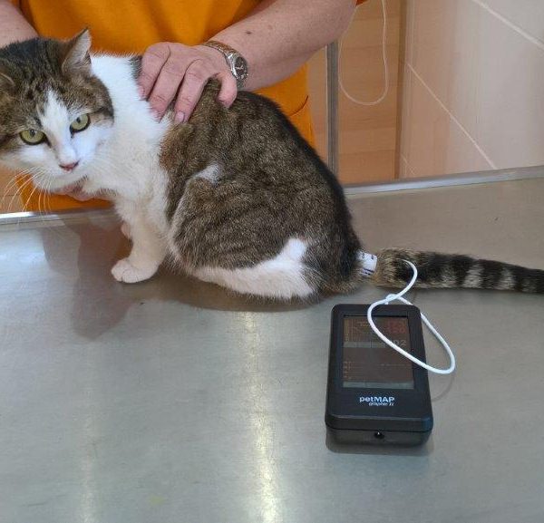 Blutdruck Messen Katze Zuhause
