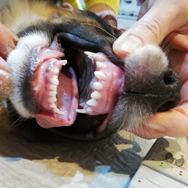 Die Zahne Des Hundes Wie Man Zahnschmerzen Erkennt Und Behandelt Stern De