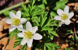 Giftige Frühlingsblumen Tierarztpraxis Birgit Dumhart