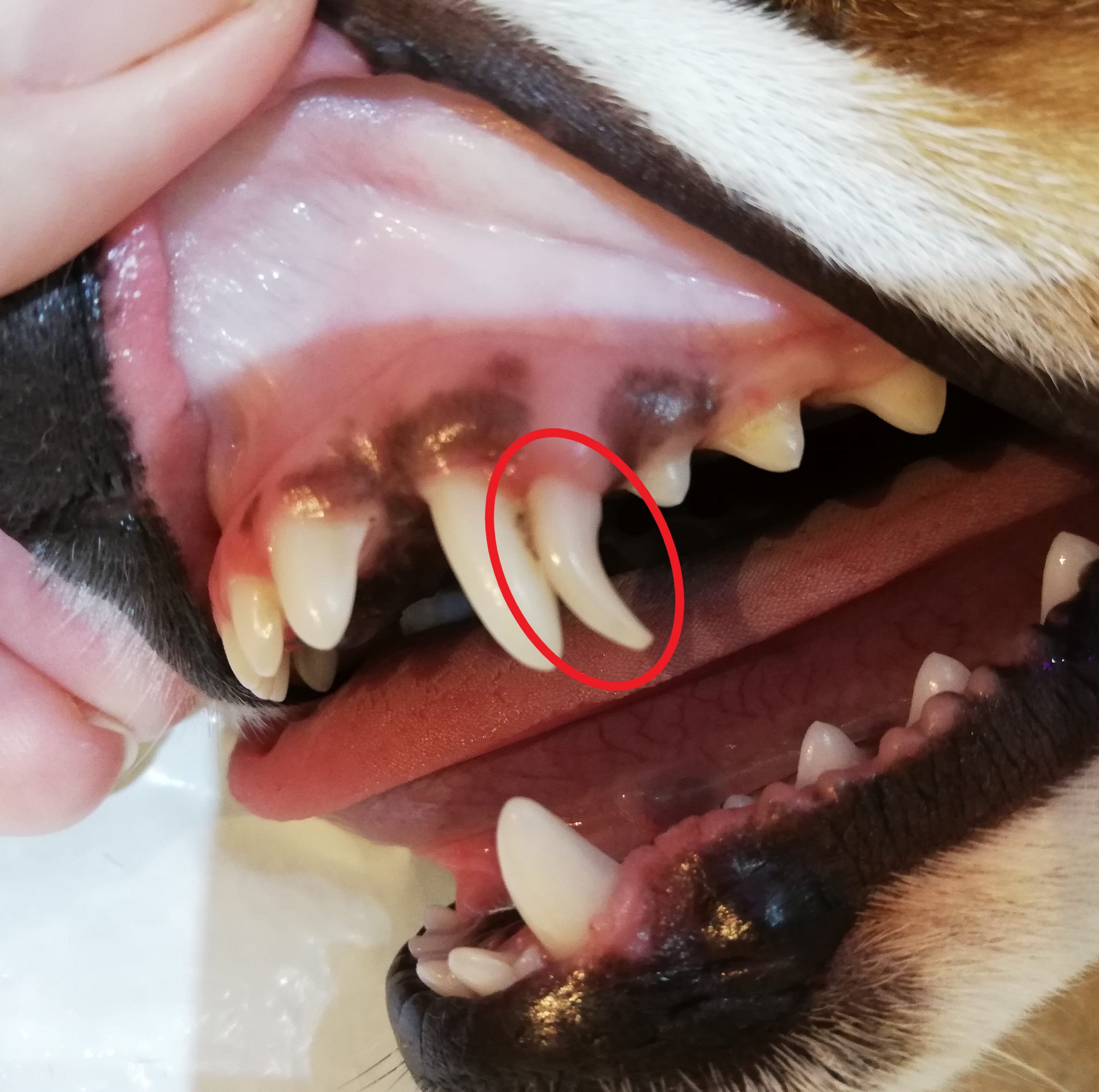 Persistierende Canini bleibende Milcheckzähne Tierarztpraxis Birgit Dumhart