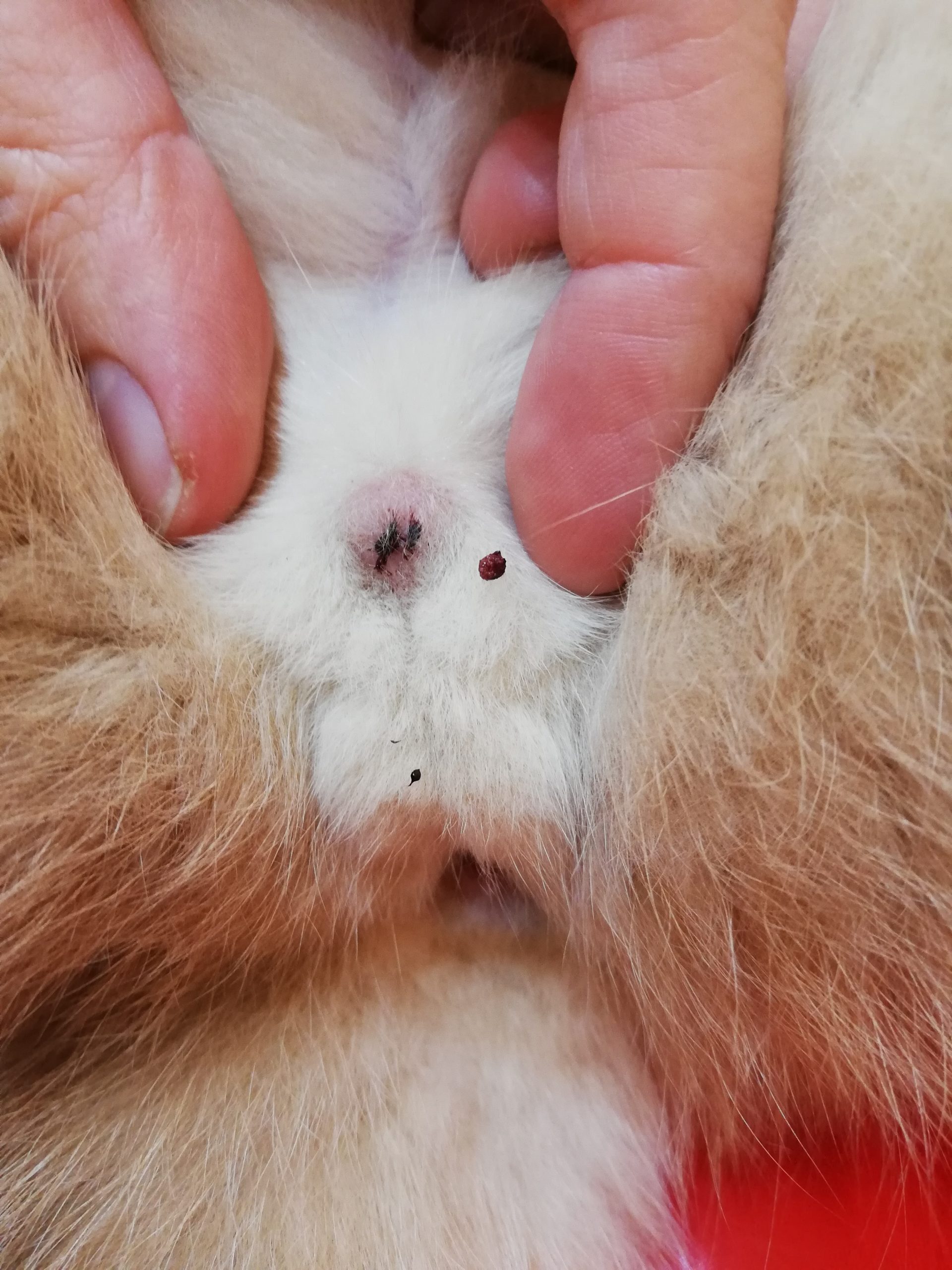 Fremde Katze Miaut Vor Der Tür