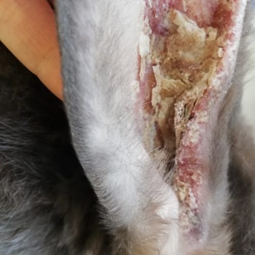 Ohrmilben Tierarztpraxis Birgit Dumhart