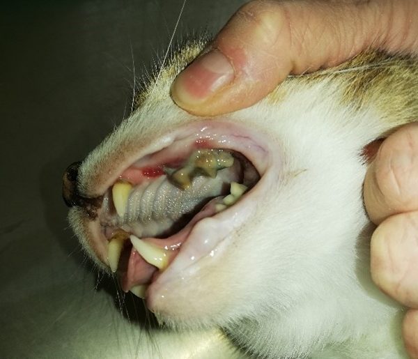 Katze Hat Mundgeruch Und Blähungen