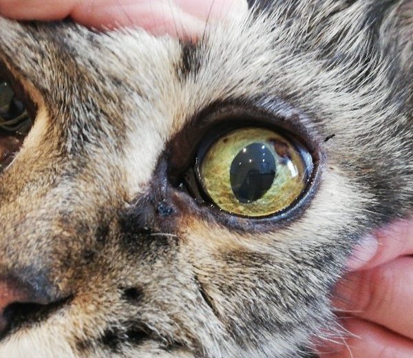 Katze Auge Melanom